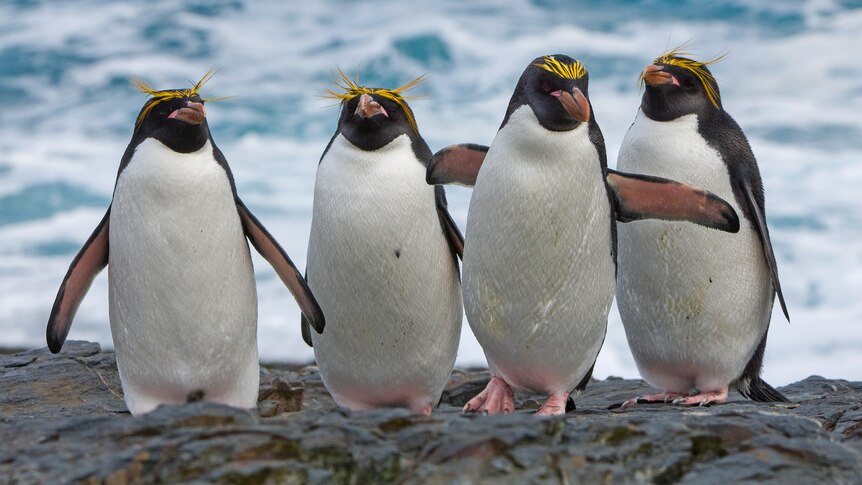 Four black and white penguins with big yellow eyebrows stand on rocks next to the ocean. One has its arms up