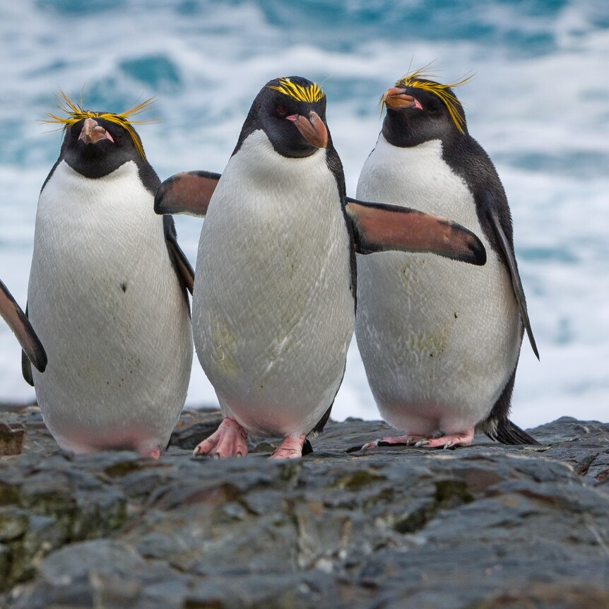 Four black and white penguins with big yellow eyebrows stand on rocks next to the ocean. One has its arms up