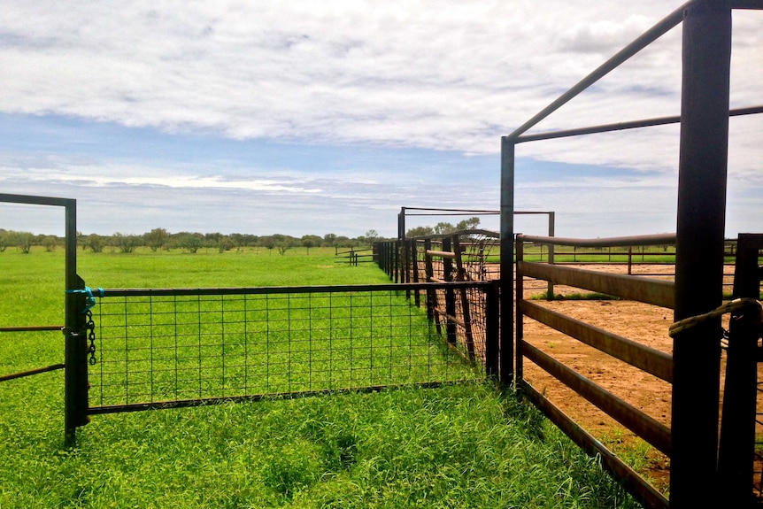 Green pastures next to the Aileron cattle station yards.