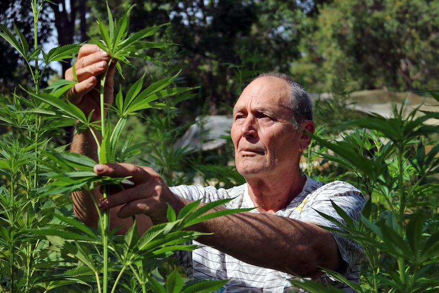 Hemp grower Glenn Ossy-Orley