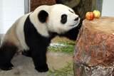 Giant panda Fu Ni