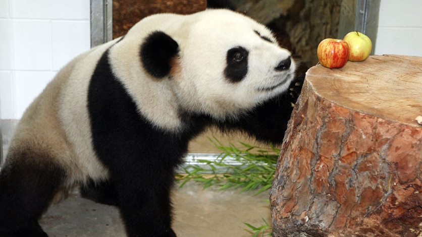 Giant panda Funi sniffs at an apple at Adelaide Zoo