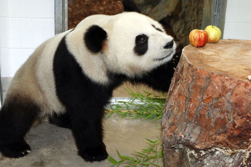 Το γιγαντιαίο panda funi sniffs σε ένα μήλο στο Adelaide ζωολογικό κήπο