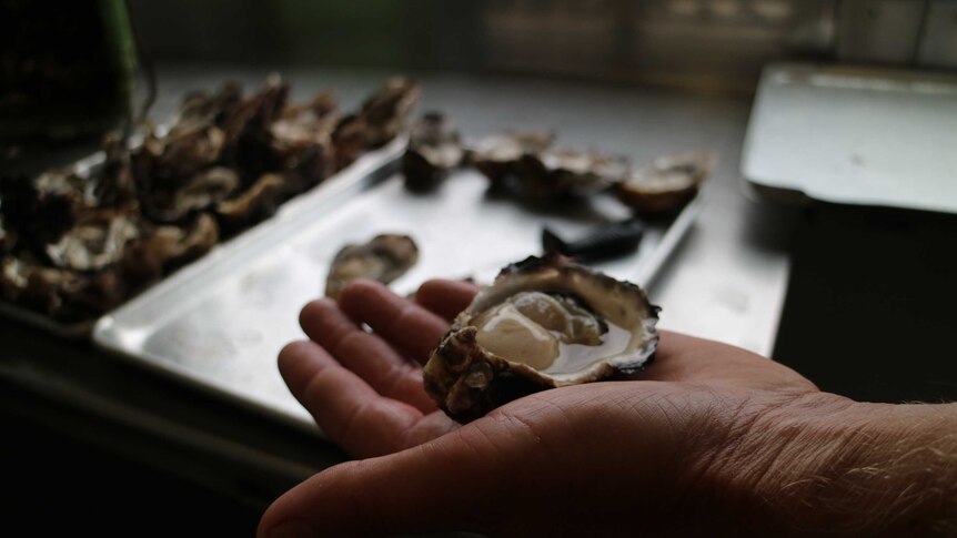 A shucked oyster sits in the palm of a hand