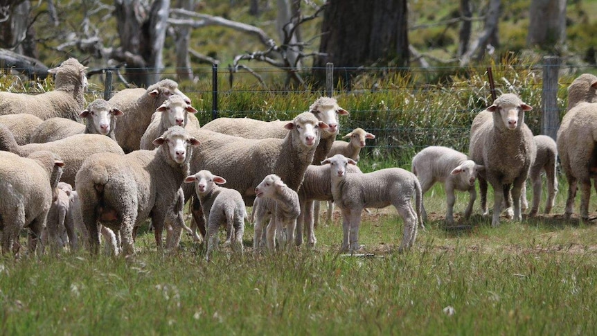 Ewes and lambs in a Tasmanian paddock.