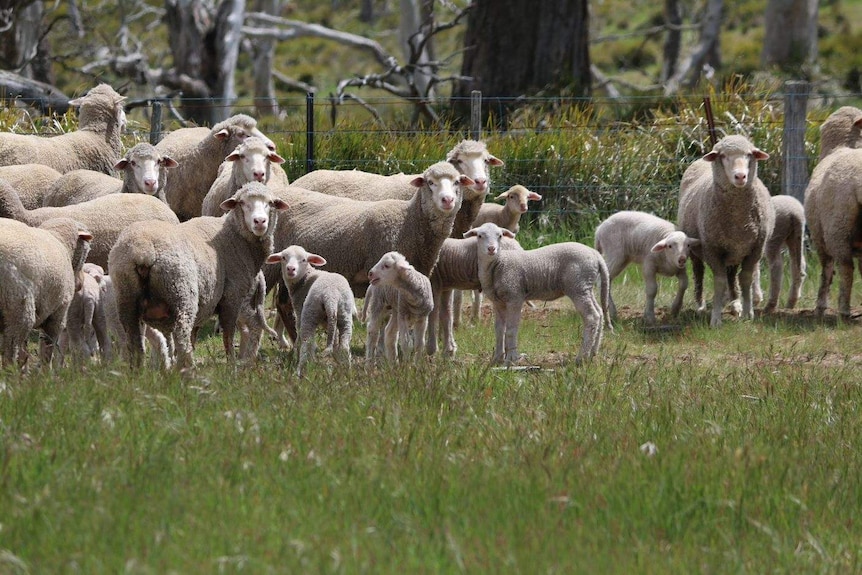 Ewes and lambs in a Tasmanian paddock.
