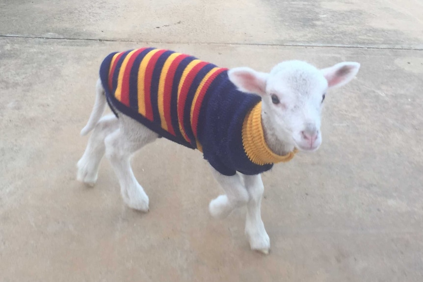 A baby lamb wearing a colourful jumper.