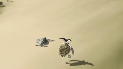 Aerial view of turtle and osprey on sand