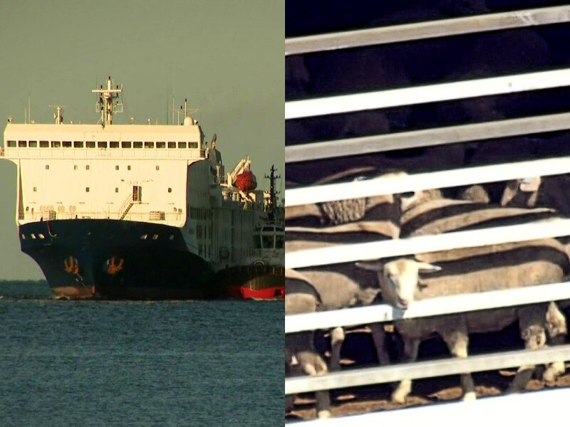 A composite image of a live export vessel and sheep behind bars