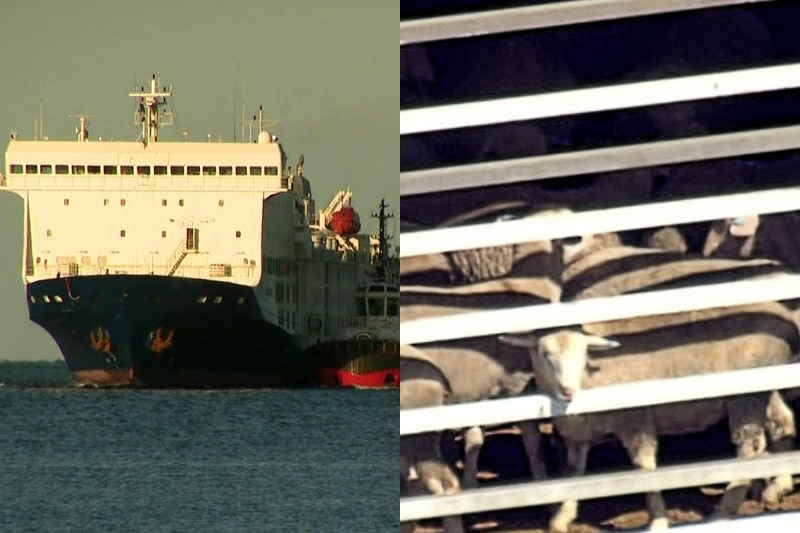 A composite image of a live export vessel and sheep behind bars