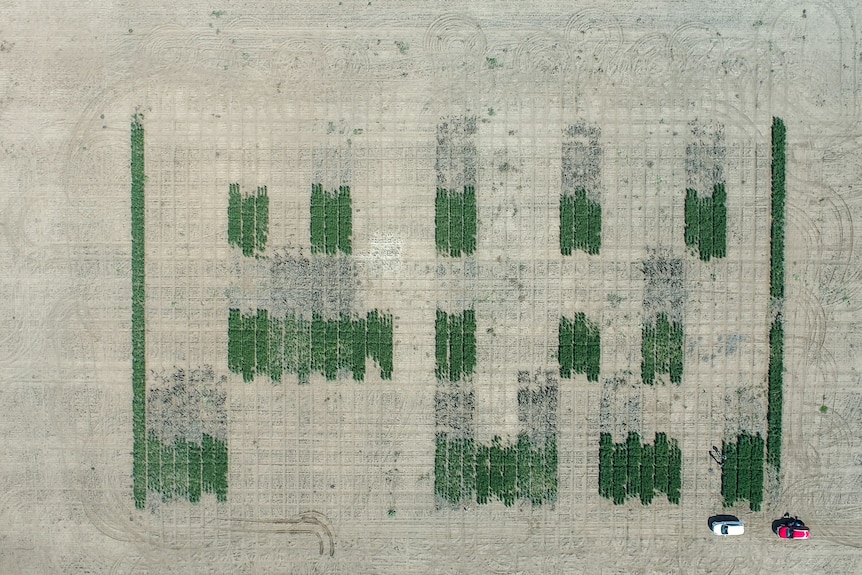 An aerial photo of green checkered plots of wheat at a soil testing site at a property near Goondiwindi, QLD, August 2021.