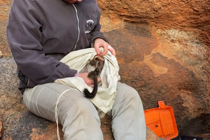 A wallaby ready to be released into the APY Lands.