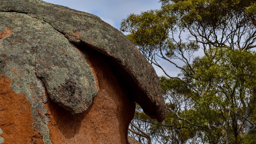 A red rock with a grey overhang.  There are gum trees in the background.