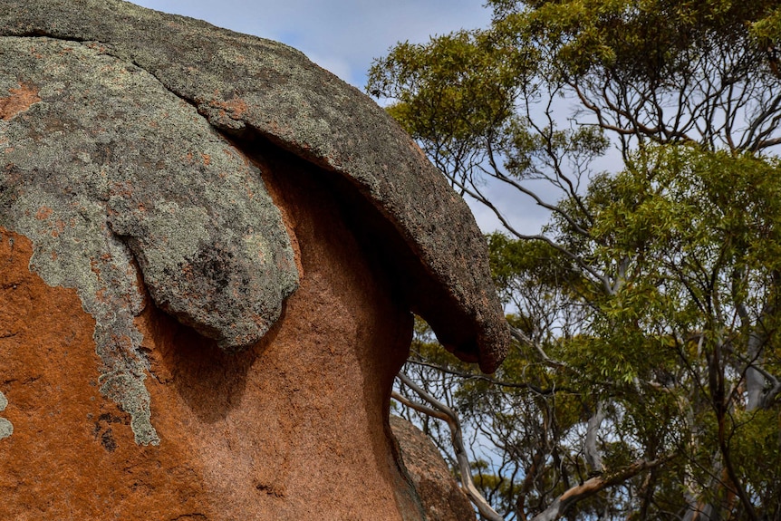 A red rock with a grey overhang.  There are gum trees in the background.