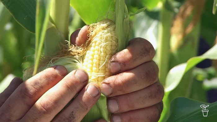 Hand opening the top of a cob of corn growing on the plant.