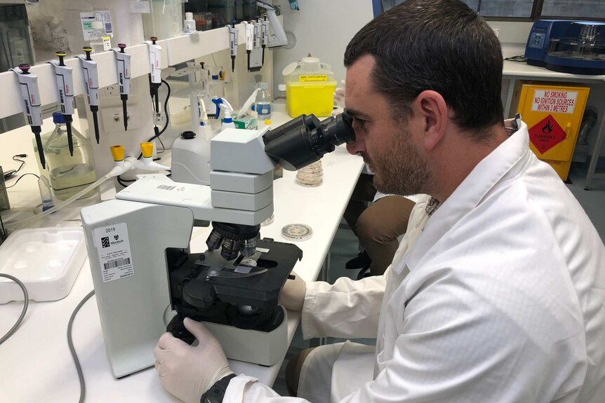 A close-up shot of Murdoch University veterinary virologist Dr Mark O'Dea in a lab looking into a microscope.