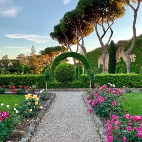 Rose bushes along pebbled path and sculptured hedges in Vatican gardens
