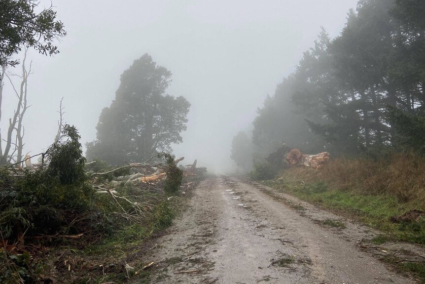 foggy road with fallen trees to the side 