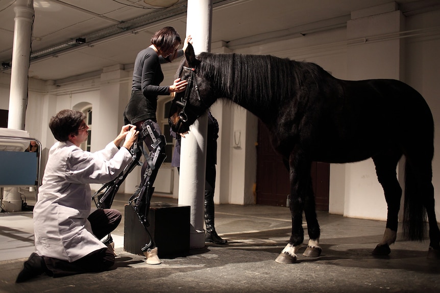 A man in a while lab coat adjusts a performance artist while she balances on hoofed stilts and pats a live horse.