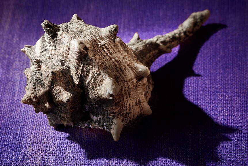 Colour photo of a Murex brandaris shell on a Tryian purple material.