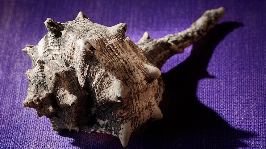 Colour photo of a Murex brandaris shell on a Tryian purple material.