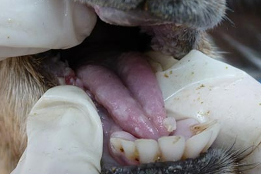 A foot and mouth disease blister on the tongue of an animal with FMD.