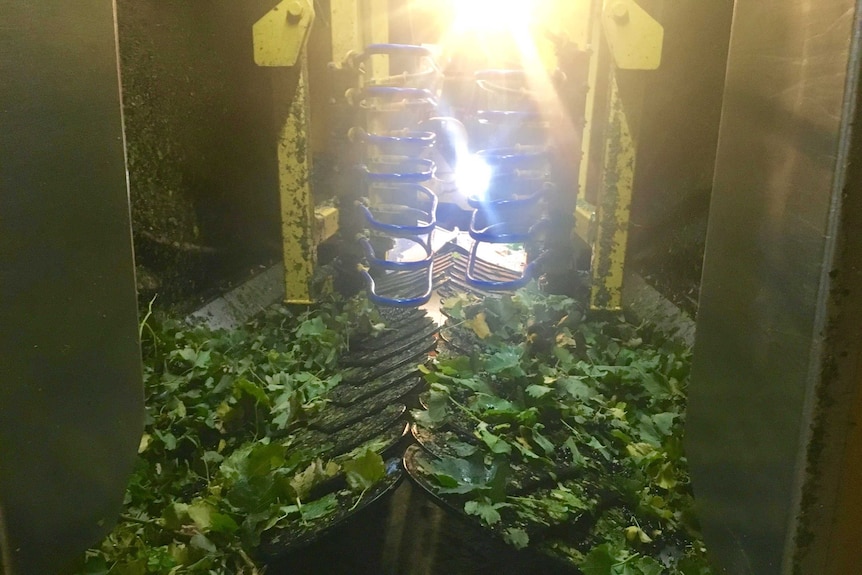 Inside a grape harvester