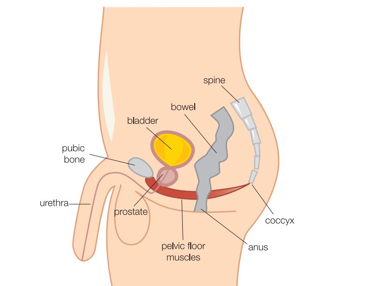 A diagram of the male reproductive system