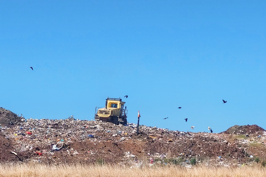 tractor on landfill with kites circling