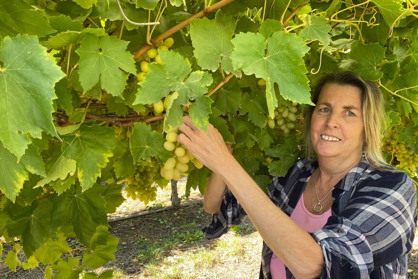 woman standing under a row of vines, with green grapes, holding a bunch in her left hand.