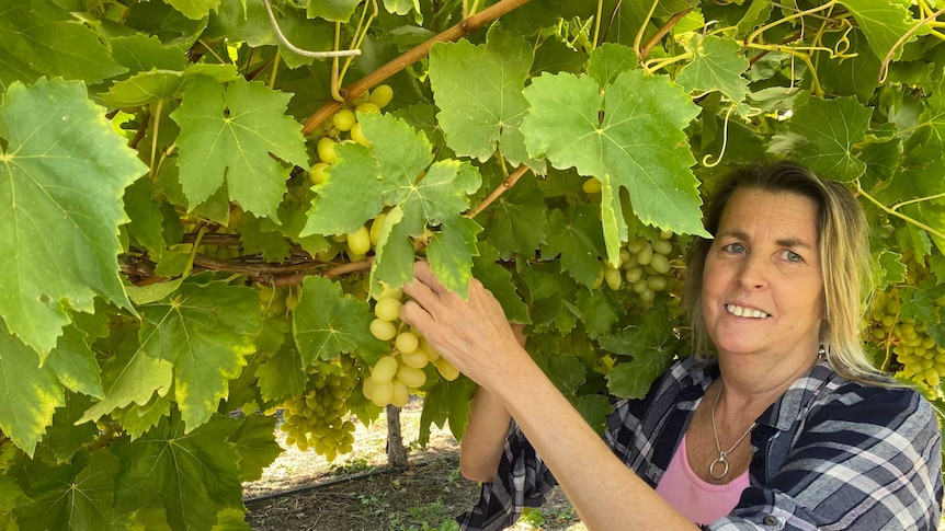woman standing under a row of vines, with green grapes, holding a bunch in her left hand.
