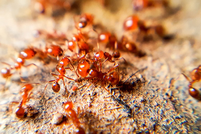 A swarm of red fire ants on what appears to be a mound of sand.