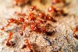 A swarm of red fire ants.