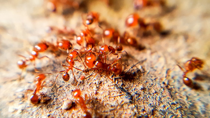 A swarm of red fire ants.