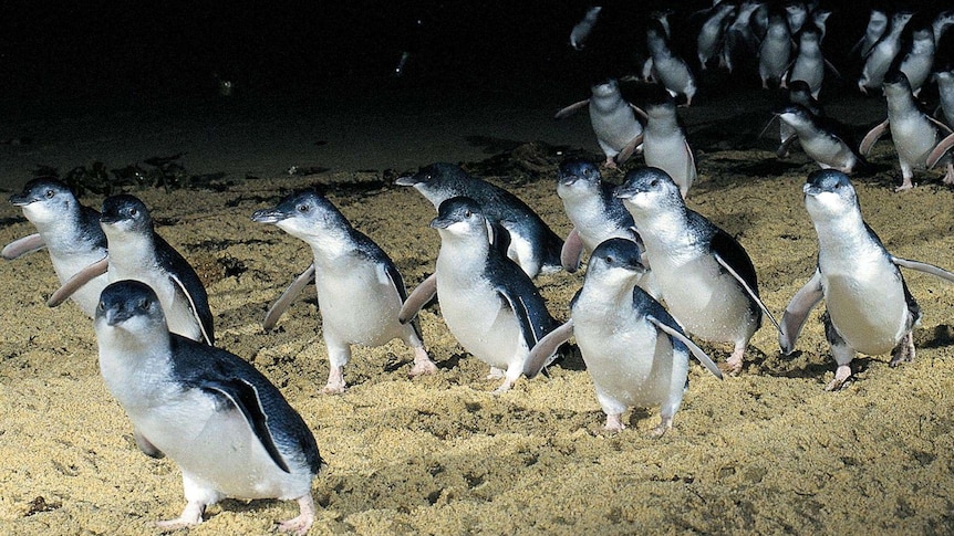 The nightly parade of fairy penguins on Phillip Island.