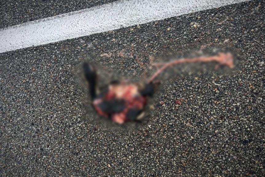 A turtle squashed after being hit by a car at Bibra Lake