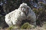An overgrown sheep found by the RSPCA outside of Canberra on September 2 2015