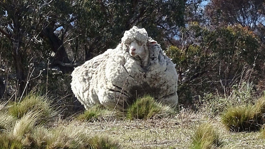 An overgrown sheep found by the RSPCA outside of Canberra on September 2 2015