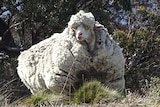 Seriously woolly sheep found near Canberra