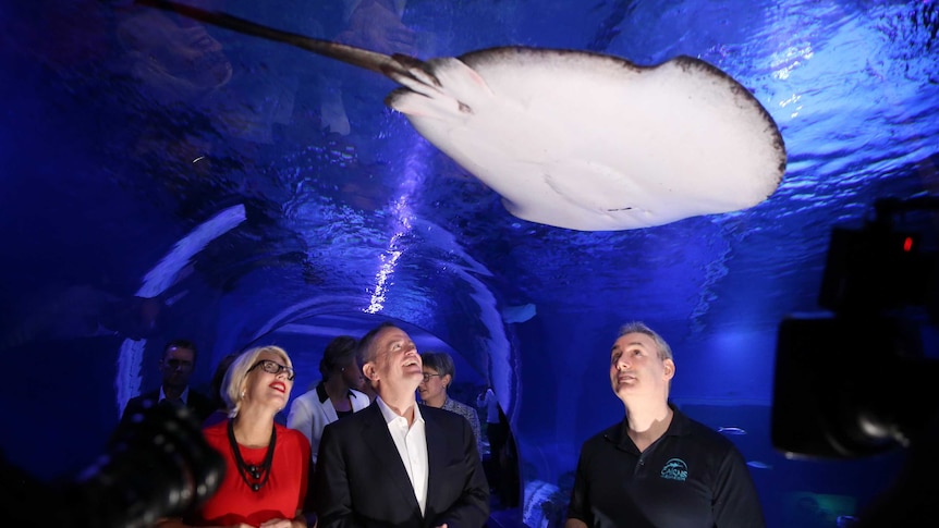 Bill Shorten smiles and gazes up at a stingray swimming above him.