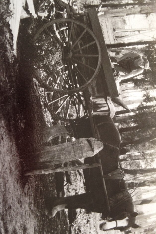 Joe Bax on a horse and cart in Walpole circa 1936.