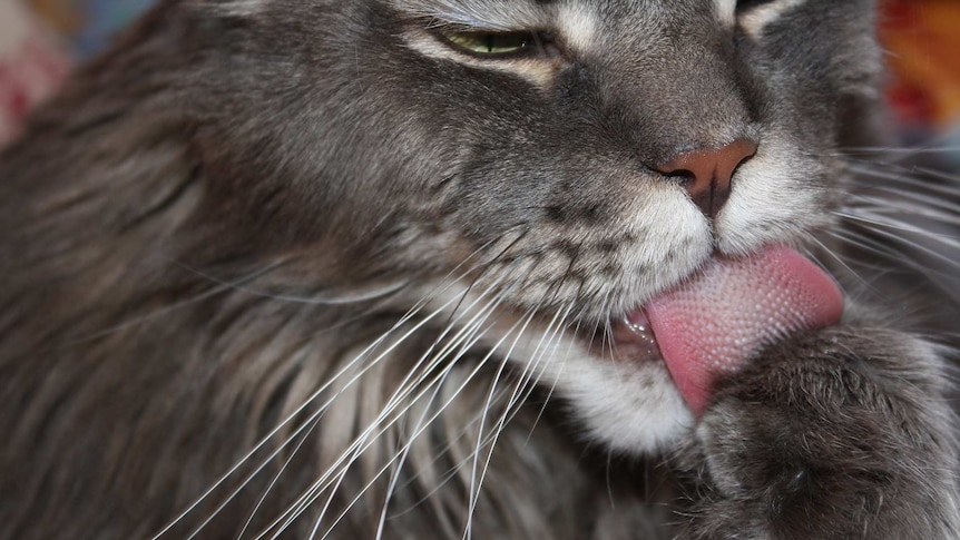 Grey cat licking its paw.