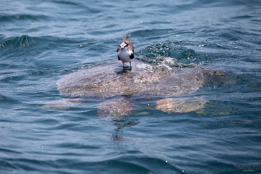 A flatback turtle with bird on its back in the ocean.
