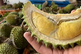 Durian cut open