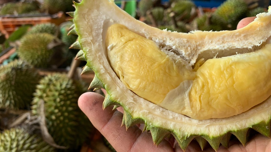 Durian cut open