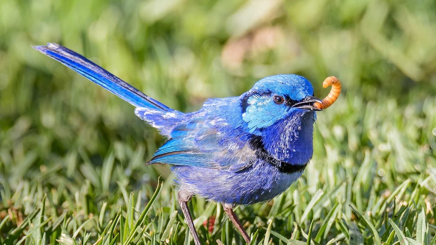 Blue bird with worm in beak
