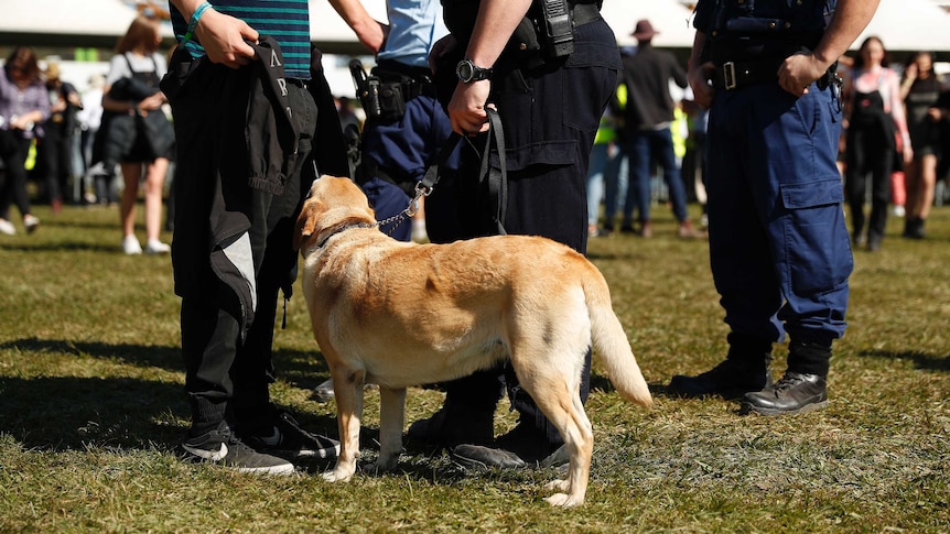 Three police officers with a drug detection dog at a music festival.