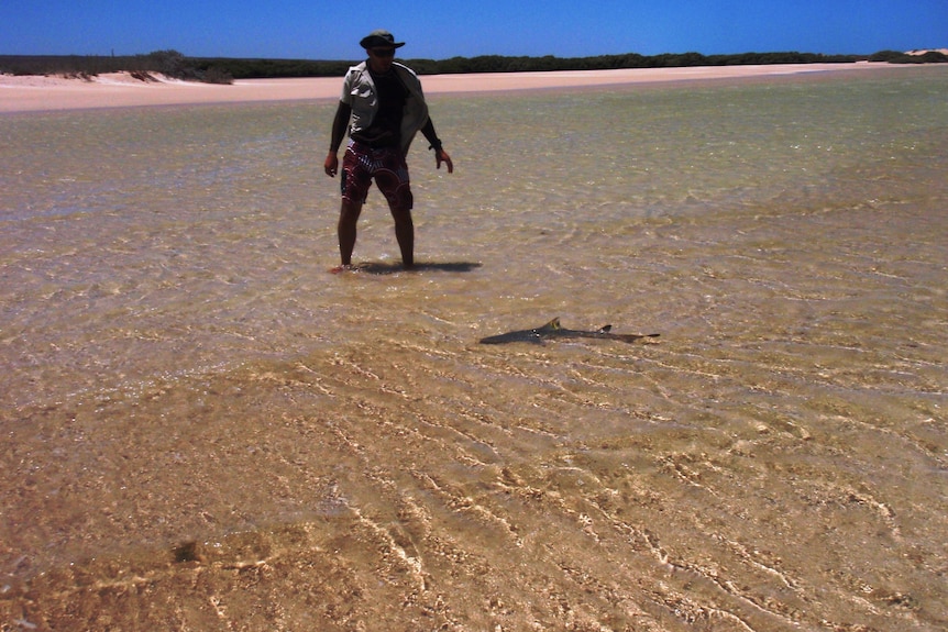 Man standing in shallow ocean water near small lemon shark. 