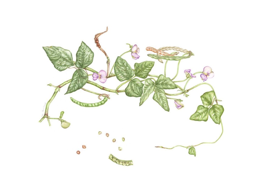 Drawing of sweet peas, flowers and seed pods.