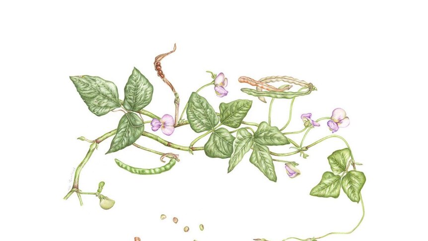 Drawing of sweet peas, flowers and seed pods.